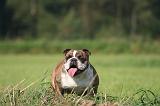 BULLDOG ANGLAIS 161
